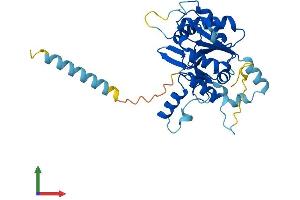 AlphaFold protein structure predicition of Human Recombinant C1GALT1C1 Protein, UniprotID Q96EU7