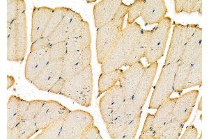 ABIN7093860 and ABIN7097903 at 1/100 staining Mouse kidney tissue by IHC-P. (Dermokine anticorps  (C-Term))