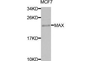Western blot analysis of extracts of MCF7 cells, using MAX antibody. (MAX anticorps)