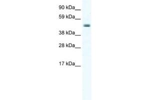 Western Blotting (WB) image for anti-Elongator Acetyltransferase Complex Subunit 4 (ELP4) antibody (ABIN2461505) (ELP4 anticorps)