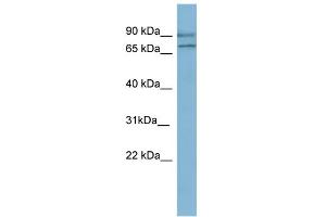 WB Suggested Anti-OXR1 Antibody Titration: 0.