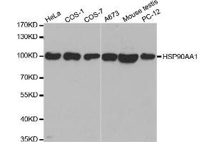Western blot analysis of extracts of various cell lines, using HSP90AA1 antibody. (HSP90AA1 anticorps)