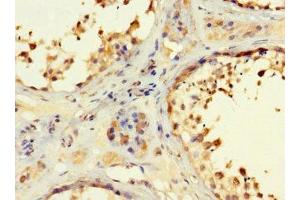 Immunohistochemistry of paraffin-embedded human testis tissue using ABIN7167050 at dilution of 1:100 (RSPH9 anticorps  (AA 62-171))