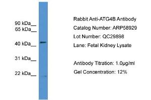 WB Suggested Anti-ATG4B  Antibody Titration: 0. (ATG4B anticorps  (N-Term))