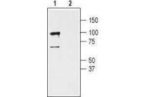Western blot analysis of rat cerebellum lysates: - 1.