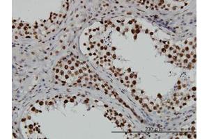 Image no. 4 for anti-TATA Box Binding Protein Associated Factor 11 (TAF11) (AA 158-211) antibody (ABIN598955) (TAF11 anticorps  (AA 158-211))