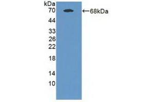 MAN1A1 anticorps  (AA 322-653)