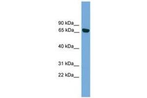 Image no. 1 for anti-Protein Kinase C, iota (PRKCI) (AA 215-264) antibody (ABIN6745618) (PKC iota anticorps  (AA 215-264))