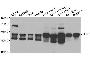 Western blot analysis of extracts of various cell lines, using DLST antibody. (DLST anticorps)