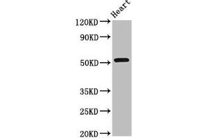 Western Blot Positive WB detected in: Rat heart tissue All lanes: RGS6 antibody at 8 μg/mL Secondary Goat polyclonal to rabbit IgG at 1/50000 dilution Predicted band size: 55, 57, 54, 50, 51, 53, 52, 41, 56 kDa Observed band size: 55 kDa (RGS6 anticorps  (AA 177-262))