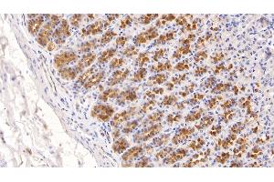 Detection of ADPN in Rat Stomach Tissue using Monoclonal Antibody to Adiponectin (ADPN) (ADIPOQ anticorps  (AA 111-244))
