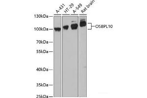 Western blot analysis of extracts of various cell lines using OSBPL10 Polyclonal Antibody at dilution of 1:3000. (OSBPL10 anticorps)