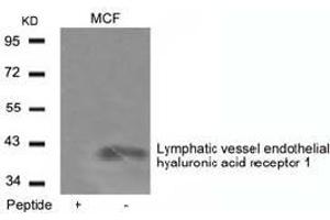Western blot analysis of extracts from MCF cells using Lymphatic vessel endothelial hyaluronic acid receptor 1and the same antibody preincubated with blocking peptide. (LYVE1 anticorps  (AA 271-275))