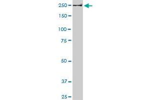 USP9X monoclonal antibody (M05A), clone 5D7. (USP9X anticorps  (AA 1-90))