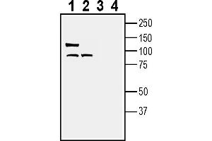 anti-Negative Regulator of Reactive Oxygen Species (NRROS) (AA 368-382), (Extracellular) antibody