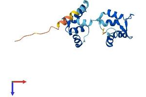 AlphaFold protein structure predicition of Human Recombinant MYL5 Protein, UniprotID Q02045