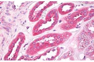 Anti-EIF3G antibody IHC staining of human kidney. (EIF3G anticorps  (AA 200-250))