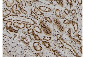 ABIN6272300 at 1/100 staining Human kidney tissue by IHC-P. (FOXR1 anticorps  (C-Term))