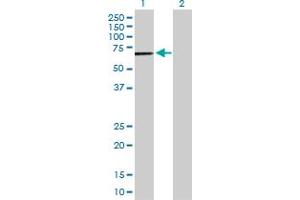 Western Blot analysis of DYRK4 expression in transfected 293T cell line by DYRK4 MaxPab polyclonal antibody.