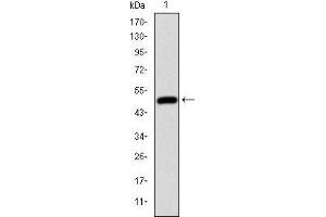 Western blot analysis using HFE mAb against human HFE (AA: 125-282) recombinant protein. (HFE anticorps)
