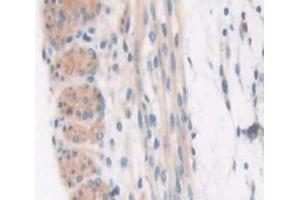 IHC-P analysis of Kidney tissue, with DAB staining. (COL6a3 anticorps  (AA 2009-2205))