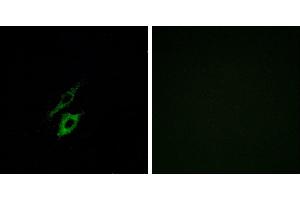 Peptide - +Immunofluorescence analysis of A549 cells, using FPR1 antibody. (FPR1 anticorps  (Internal Region))