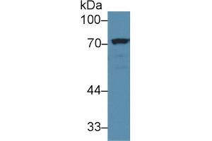 Western Blot; Sample: Mouse Cerebrum lysate; Primary Ab: 2µg/ml Rabbit Anti-Mouse NUMB Antibody Second Ab: 0.