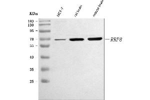 Western blot analysis of RRP8 using anti-RRP8 antibody (ABIN7600459).