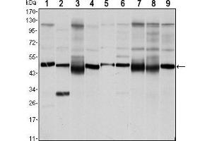 Western blot analysis using FOXD3 mouse mAb against NTERA-1 (1),HUVE-12 (2), HEK293 (3), Hela (4), Jurkat (5), NIH/3T3 (6), K562 (7), RAW264.