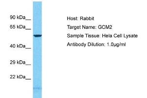 Host: Rabbit Target Name: GCM2 Sample Tissue: Human Hela Whole Cell Antibody Dilution: 1ug/ml (GCM2 anticorps  (N-Term))