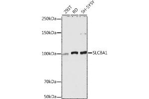 Western blot analysis of extracts of various cell lines, using SLC8 antibody (ABIN6132664, ABIN6148050, ABIN6148052 and ABIN6221228) at 1:5000 dilution. (SLC8A1 anticorps  (AA 250-520))