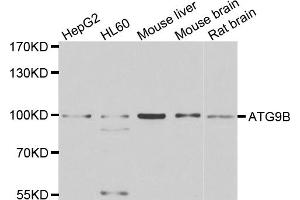 Western blot analysis of extracts of various cell lines, using ATG9B antibody (ABIN4902971) at 1:1000 dilution. (ATG9B anticorps)