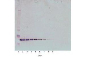 Image no. 1 for anti-Thrombopoietin (THPO) antibody (ABIN465841) (Thrombopoietin anticorps)