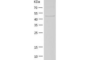 Western Blotting (WB) image for EGF like repeats and discoidin domains 3 (DEL1) (AA 16-470) protein (His-IF2DI Tag) (ABIN7122744)