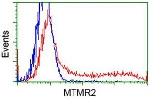 Image no. 2 for anti-Myotubularin Related Protein 2 (MTMR2) antibody (ABIN1499591) (MTMR2 anticorps)