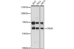 Western blot analysis of extracts of various cell lines, using CREB5 antibody (ABIN7266056) at 1:3000 dilution. (CREB5 anticorps  (AA 210-330))