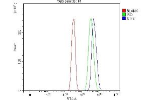 Flow Cytometry analysis of SiHa cells using anti-ATF6 antibody (ABIN7602466). (ATF6 anticorps  (AA 79-670))