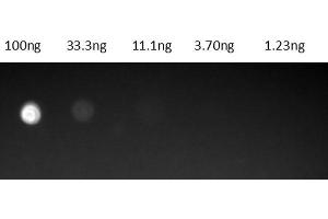 Dot Blot results of Protein G Fluorescein Conjugate. (Protein G Protein (FITC))