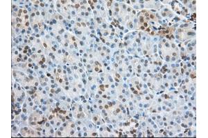 Immunohistochemical staining of paraffin-embedded Human Kidney tissue using anti-PFN1 mouse monoclonal antibody. (PFN1 anticorps)