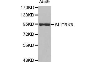 Western Blotting (WB) image for anti-SLIT and NTRK-Like Family, Member 6 (SLITRK6) antibody (ABIN1875604) (SLITRK6 anticorps)