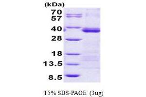 SDS-PAGE (SDS) image for U2 Small Nuclear RNA Auxiliary Factor 1 (U2AF1) (AA 1-240) protein (His tag) (ABIN5852971)