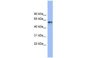 WB Suggested Anti-IL18R1 Antibody Titration:  0. (IL18R1 anticorps  (N-Term))
