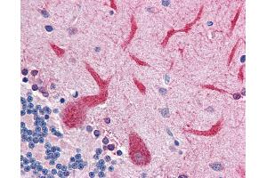 Anti-QSOX2 antibody IHC of human brain, cerebellum.