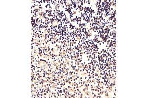 Immunohistochemical analysis of paraffin-embedded H.