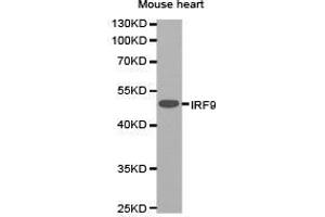 Western Blotting (WB) image for anti-Interferon Regulatory Factor 9 (IRF9) antibody (ABIN1873277) (IRF9 anticorps)