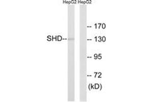 Western Blotting (WB) image for anti-Src Homology 2 Domain Containing Transforming Protein D (SHD) (AA 141-190) antibody (ABIN2890630) (SHD anticorps  (AA 141-190))