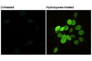 Immunofluorescent analysis of Phosphorylation of H2A. (H2AFX anticorps  (pSer139))