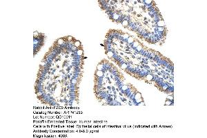 Rabbit Anti-FZD9 Antibody  Paraffin Embedded Tissue: Human Intestine Cellular Data: Epithelial cells of intestinal villas Antibody Concentration: 4.