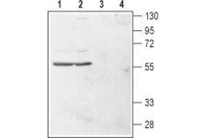 Western blot analysis of human chronic myelogenous leukemia (K562) (lanes 1 and 3) and human promyelocytic leukemia (HL-60) (lanes 2 and 4) cell lysates: - 1,2. (HRH4 anticorps  (1st Extracellular Loop))