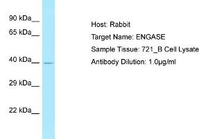 Host: Rabbit Target Name: ENGASE Sample Type: 721_B Whole Cell lysates Antibody Dilution: 1. (ENGASE anticorps  (N-Term))